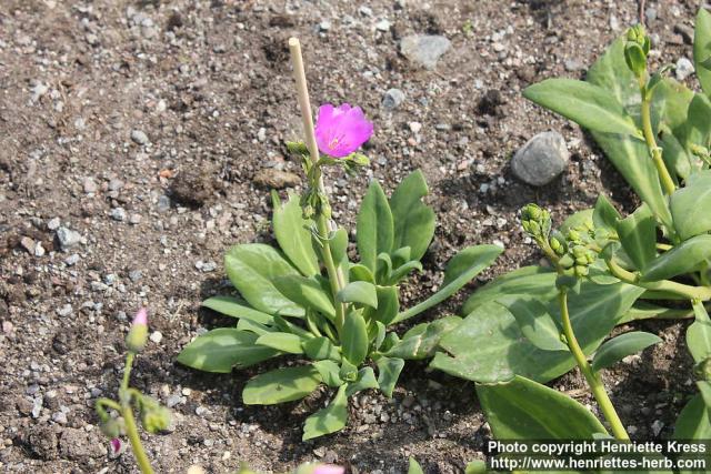 Photo: Calandrinia grandiflora 3