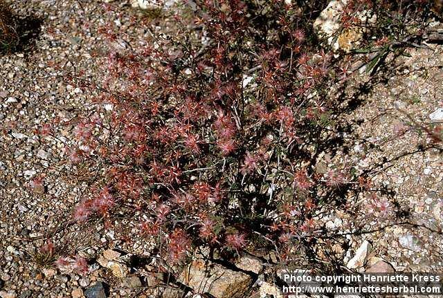 Photo: Calliandra eriophylla.