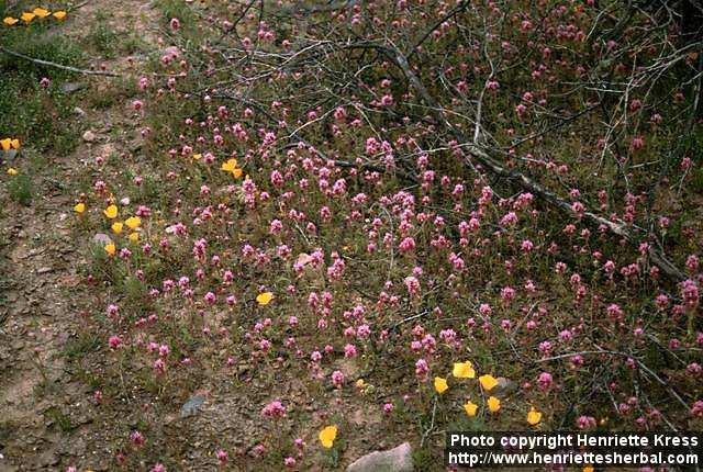 Photo: Castilleja exserta.