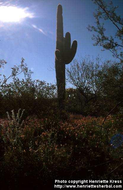 Photo: Carnegiea gigantea 6.