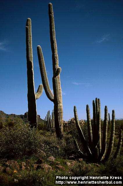 Photo: Carnegiea gigantea 7.