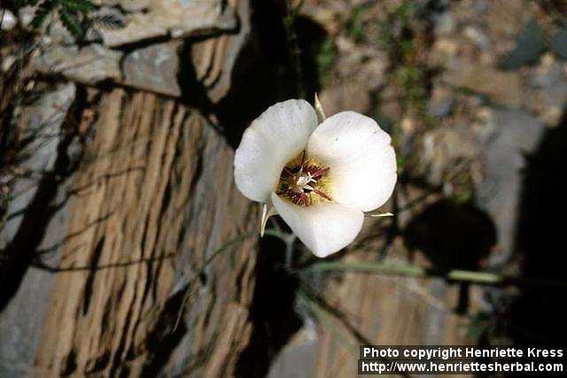 Photo: Calochortus nuttallii.