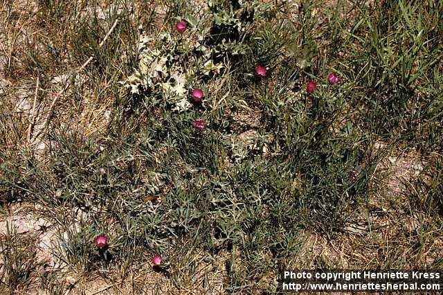 Photo: Callirhoe involucrata.