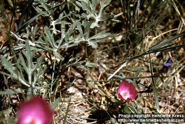 Photo: Callirhoe involucrata 1.