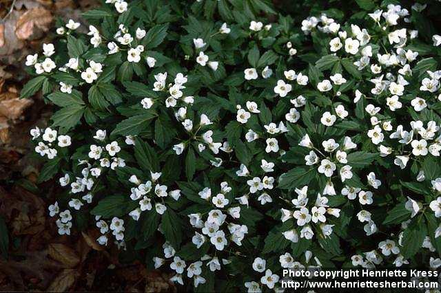 Photo: Cardamine waldsteinii.