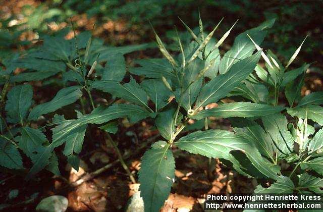 Photo: Cardamine.