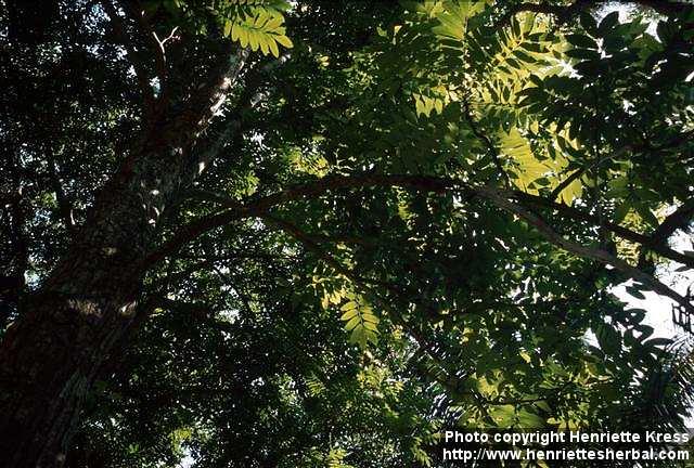 Photo: Carapa guianensis.