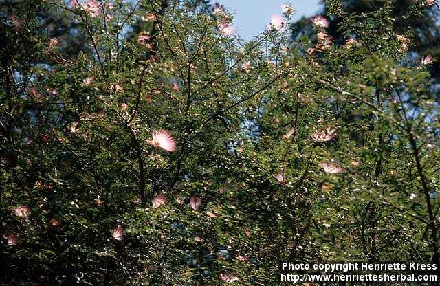 Photo: Calliandra brevipes.