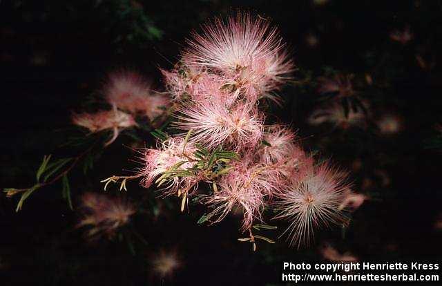 Photo: Calliandra brevipes 1.