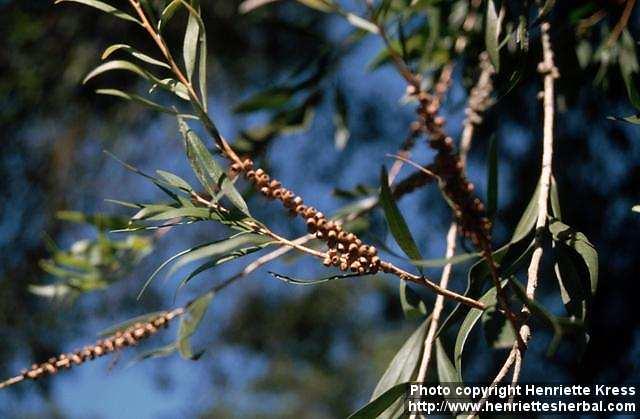 Photo: Callistemon citrinus 4.