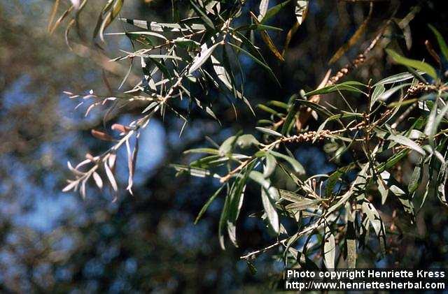 Photo: Callistemon citrinus 5.