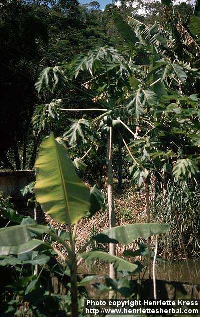 Photo: Carica papaya 3.