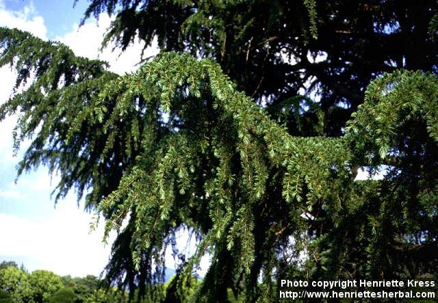 Photo: Cedrus deodara 1.