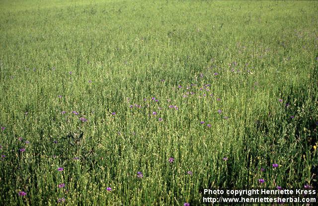 Photo: Centaurea cyanus 2.