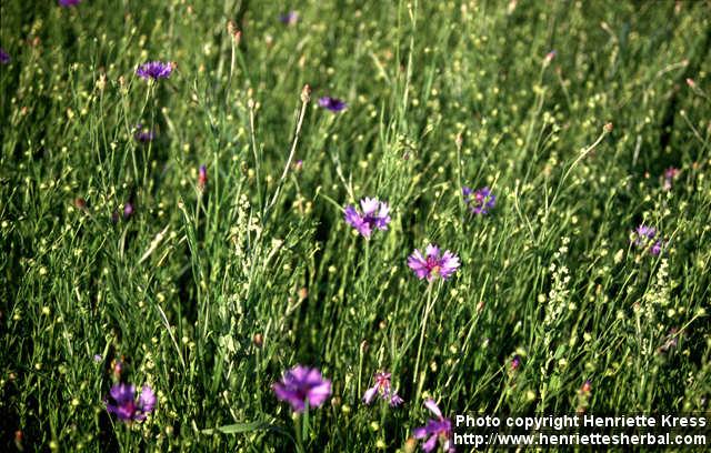 Photo: Centaurea cyanus 3.