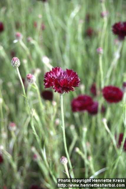 Photo: Centaurea cyanus 6.