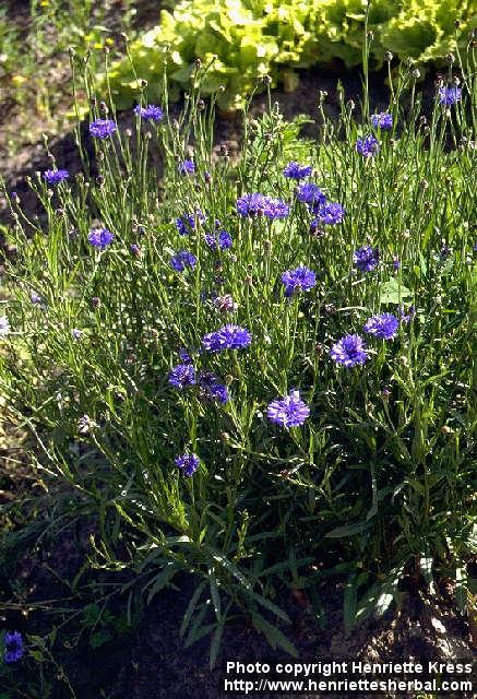 Photo: Centaurea cyanus.