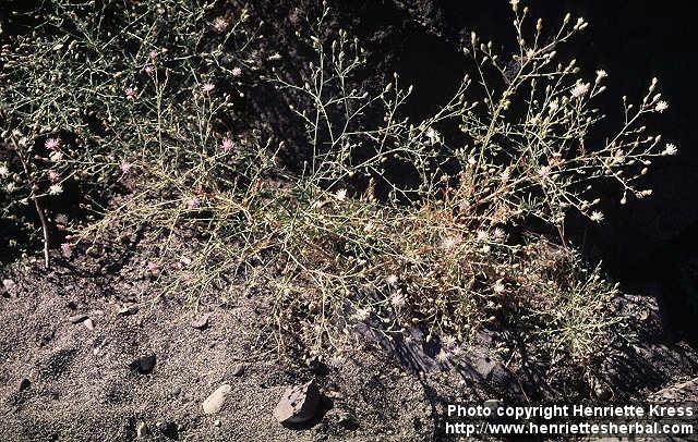 Photo: Centaurea diffusa.