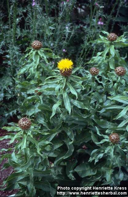 Photo: Centaurea macrocephala.