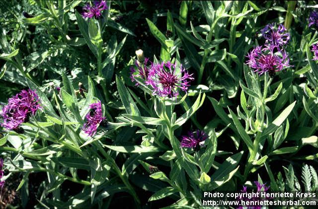 Photo: Centaurea montana 3.