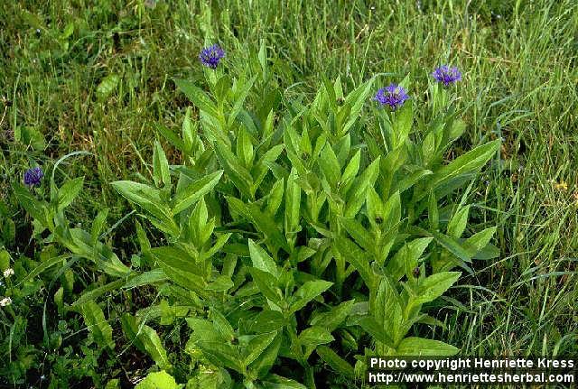 Photo: Centaurea montana.