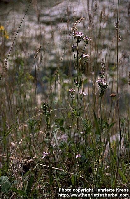 Photo: Centaurium erythraea.