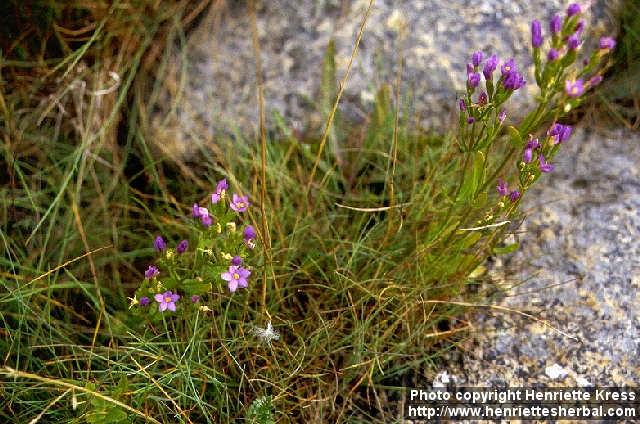 Photo: Centaurium littorale 1.