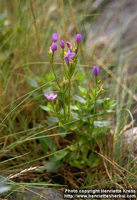 Photo: Centaurium littorale.