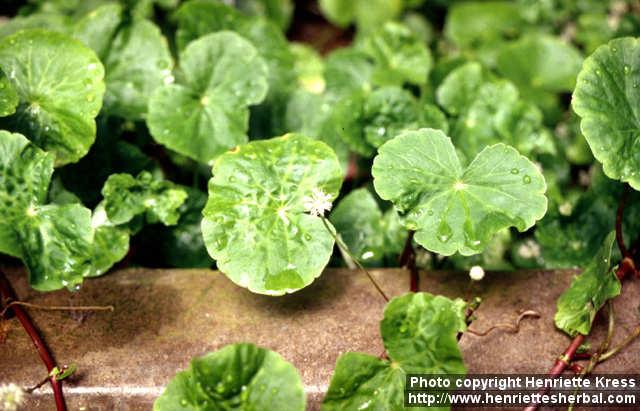 Photo: Centella asiatica 2.