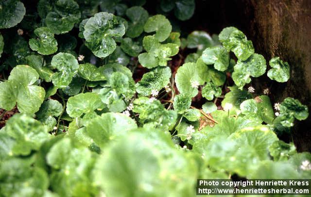 Photo: Centella asiatica 3.