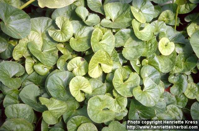 Photo: Centella asiatica 4.