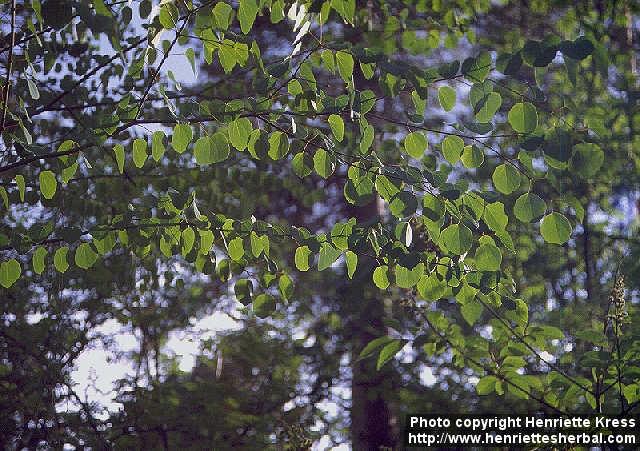 Photo: Cercidiphyllum japonicum 3.