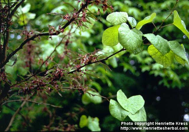 Photo: Cercis canadensis.