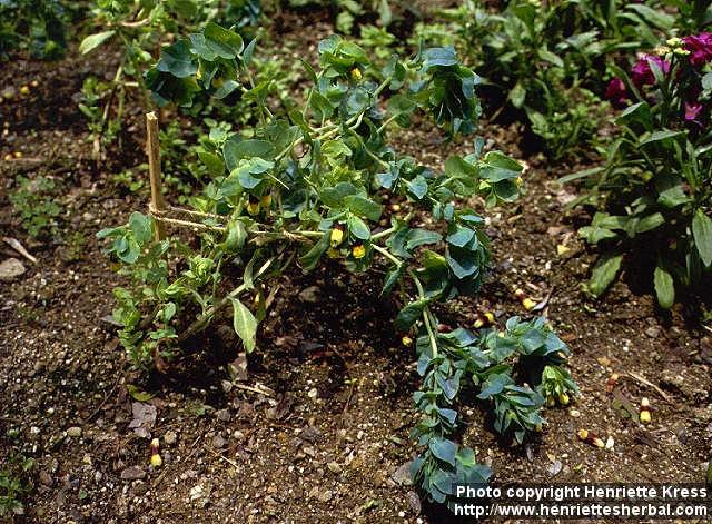 Photo: Cerinthe major.