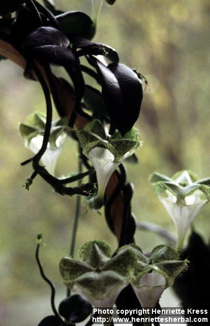 Photo: Ceropegia sandersonii 1.