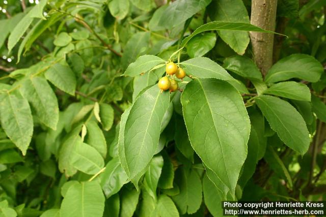 Photo: Celastrus scandens 1.