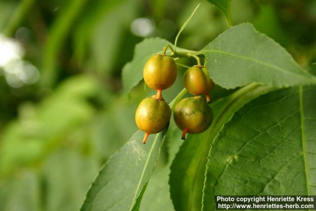 Photo: Celastrus scandens 2.