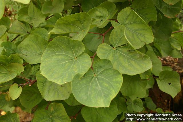 Photo: Cercis siliquastrum 1.