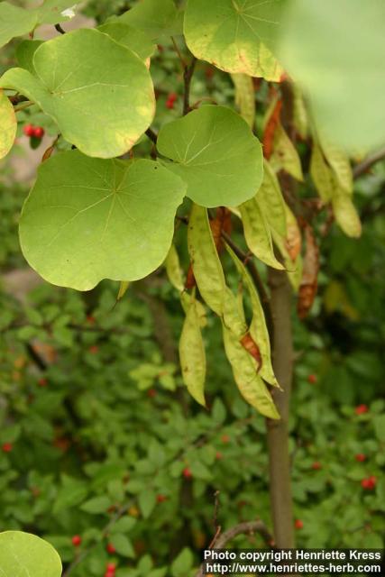 Photo: Cercis siliquastrum 2.