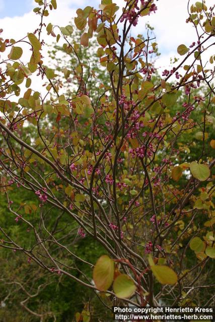 Photo: Cercis griffithii.