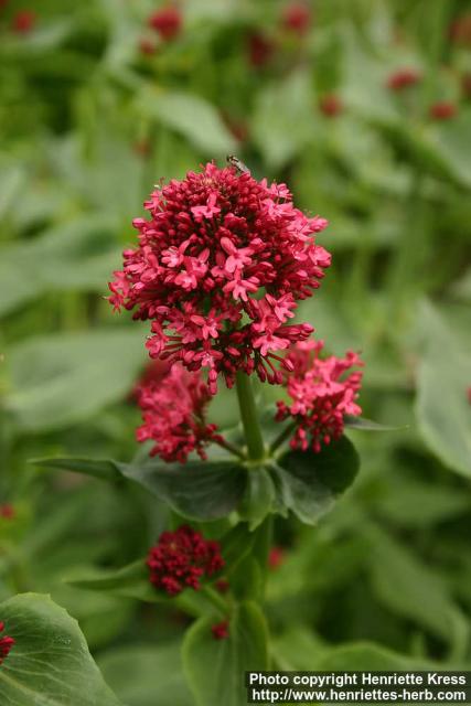 Photo: Centranthus ruber 2.