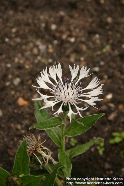 Photo: Centaurea montana 5.