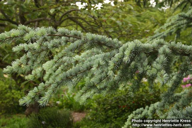 Photo: Cedrus atlantica 2.