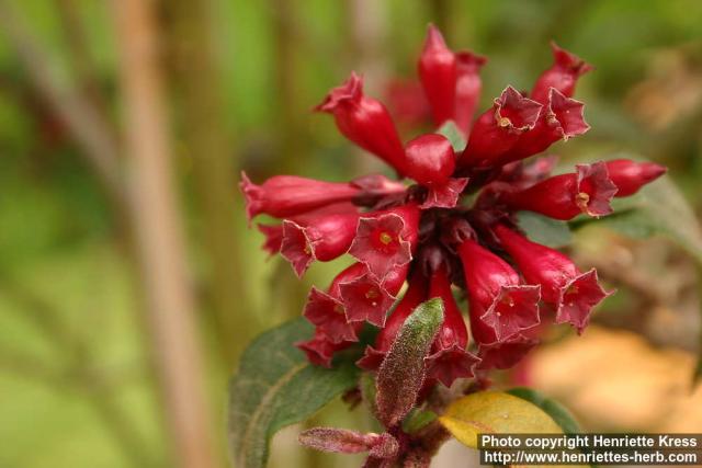 Photo: Cestrum elegans 1.