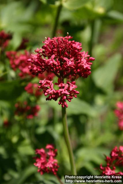 Photo: Centranthus ruber 3.