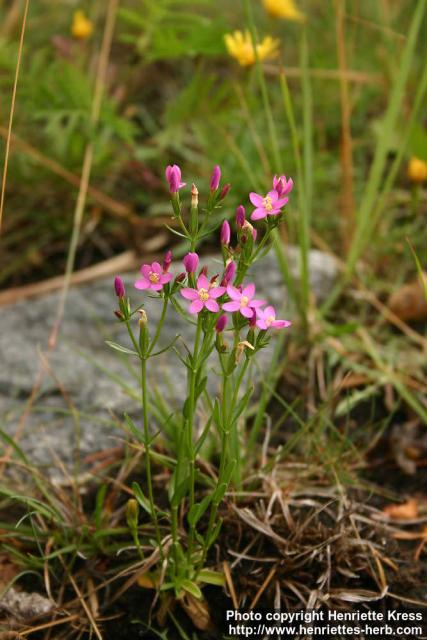 Photo: Centaurium littorale 2.