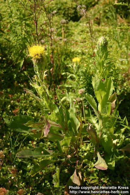 Photo: Centaurea macrocephala 2.