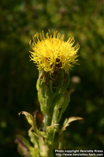 Photo: Centaurea macrocephala 3.