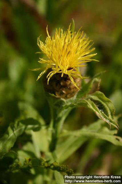 Photo: Centaurea macrocephala 4.