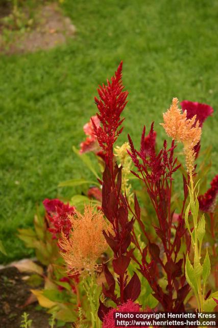 Photo: Celosia argentea plum 2.